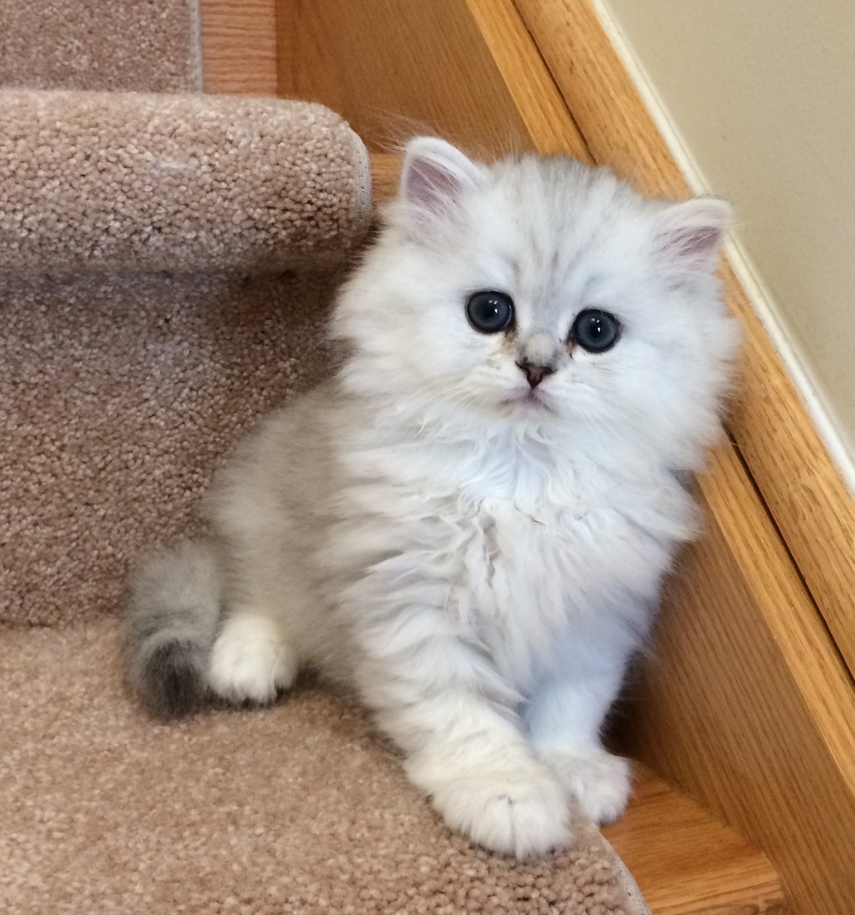 Биколор кошка Персидская шиншилла