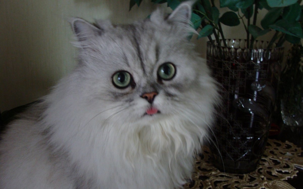 Персидская шиншилла Камышовая