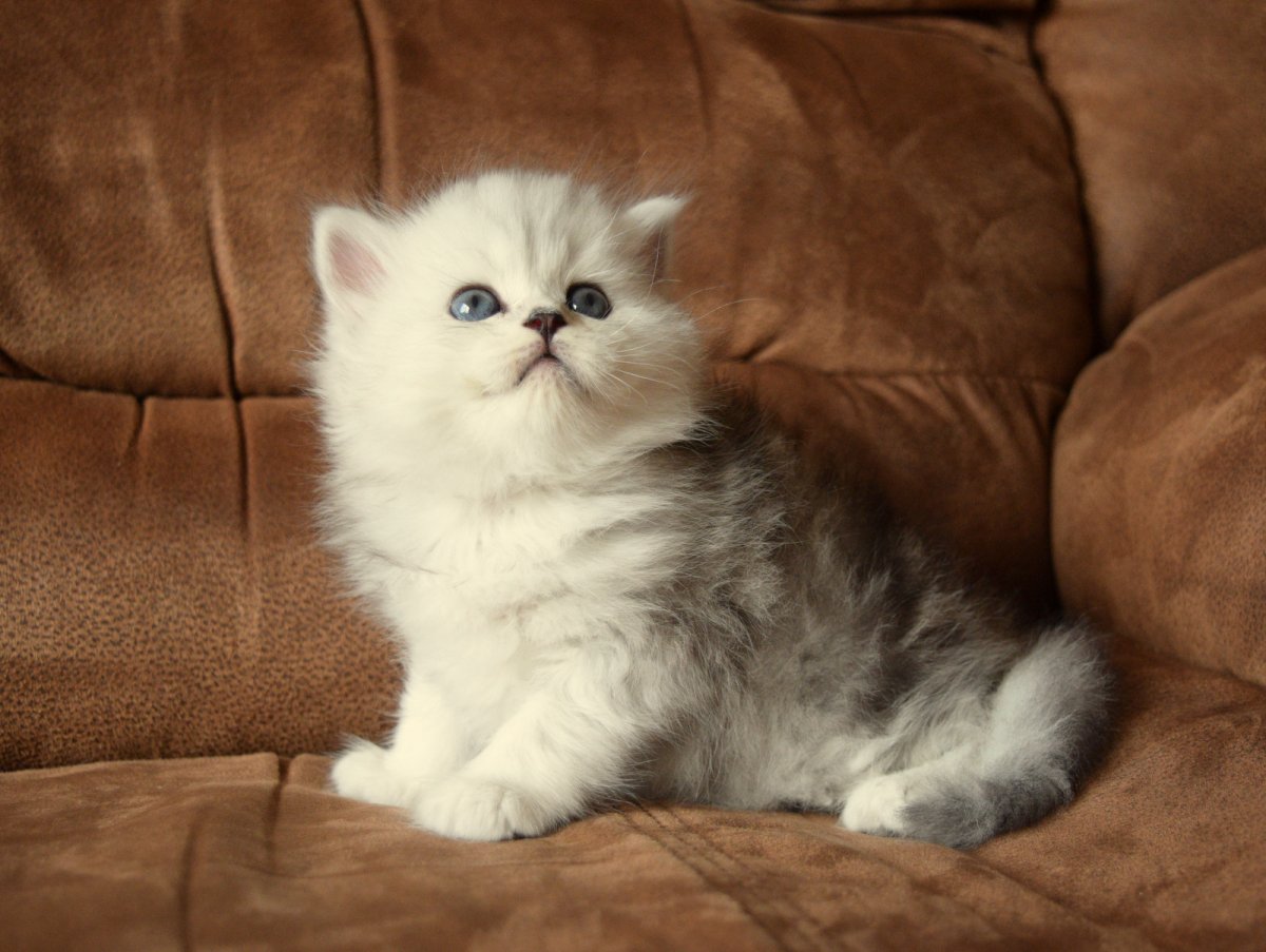 Персидская затушеванная шиншилла