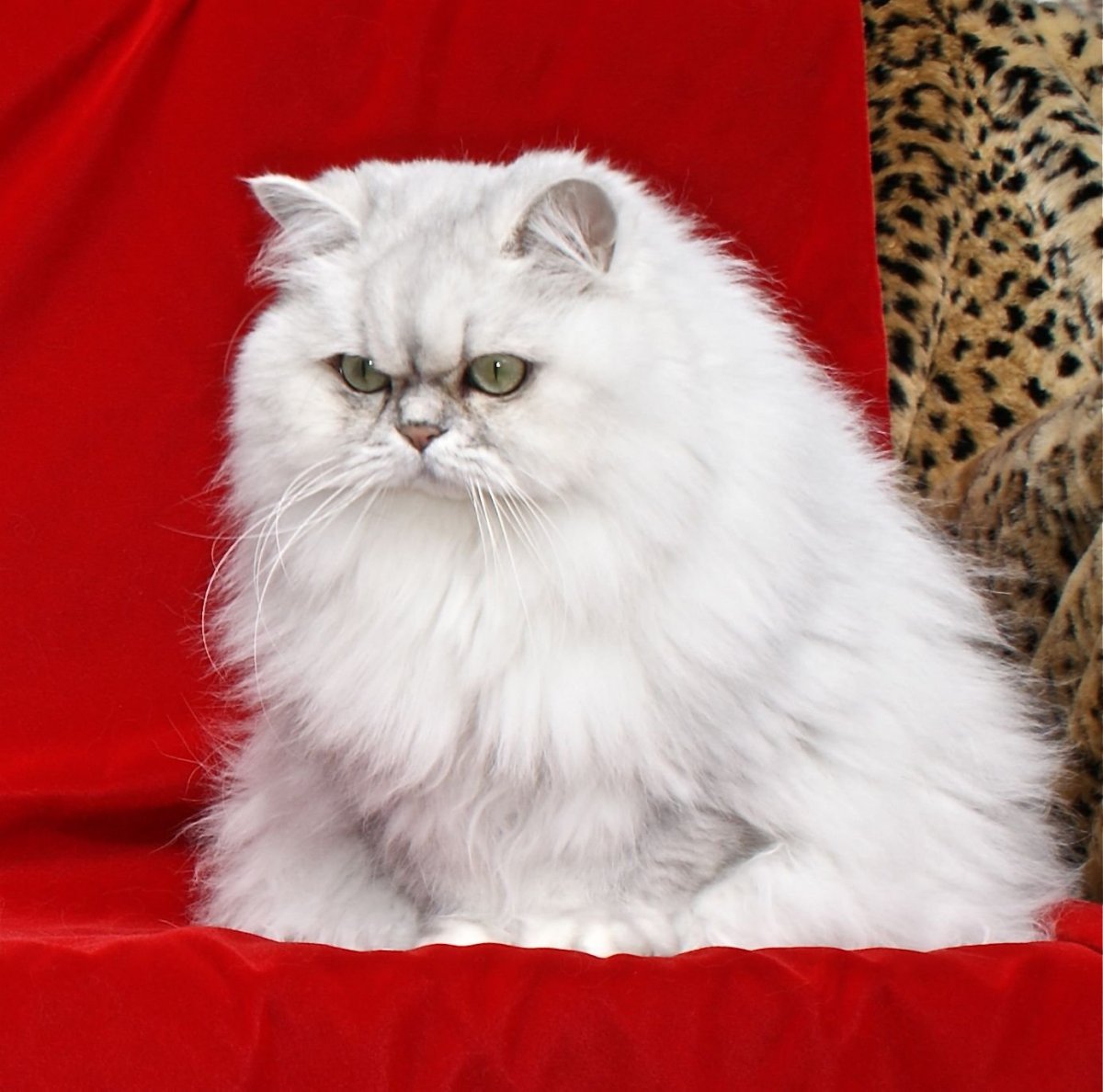 Персидская шиншилла