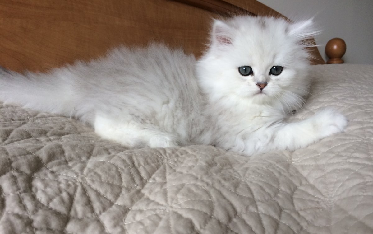 Персидская шиншилла Камышовая