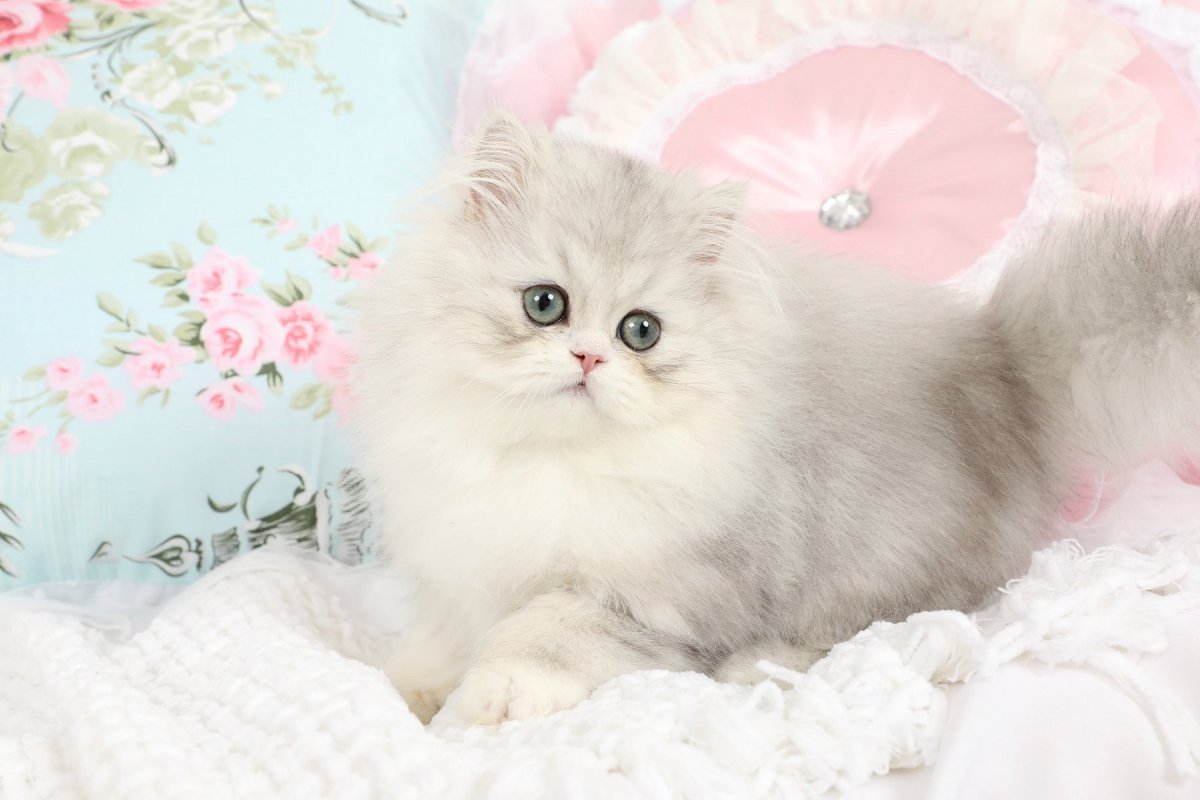 Новорожденные персидской шиншиллы