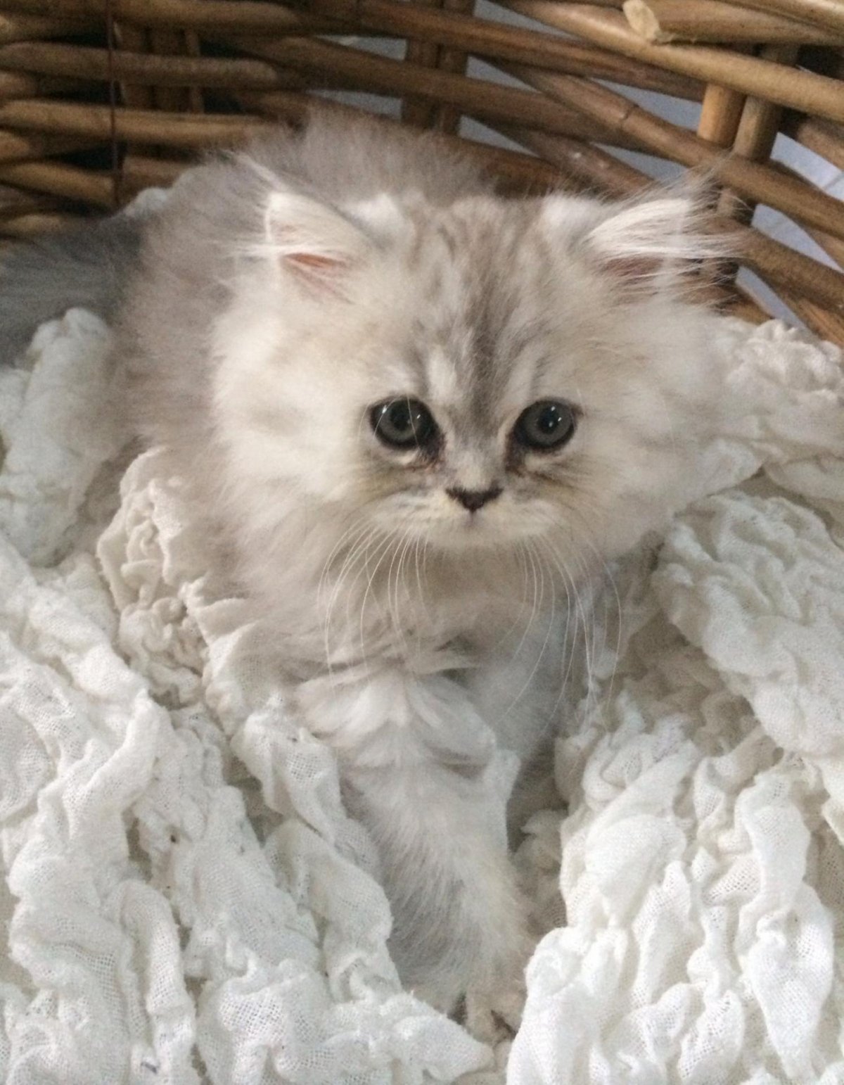 Сибирская шиншилла Персидская