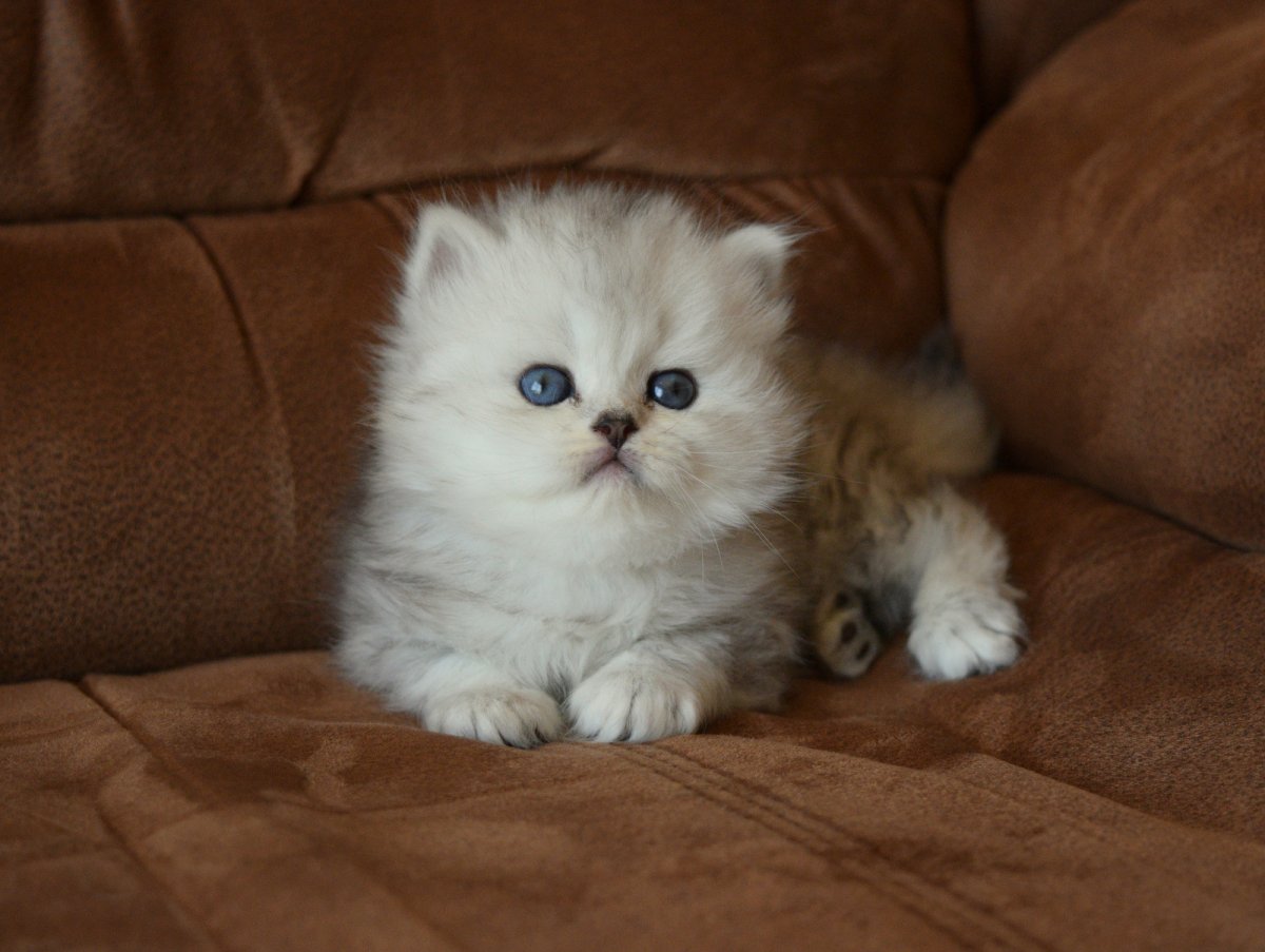 Котята персы шиншиллы Новгород