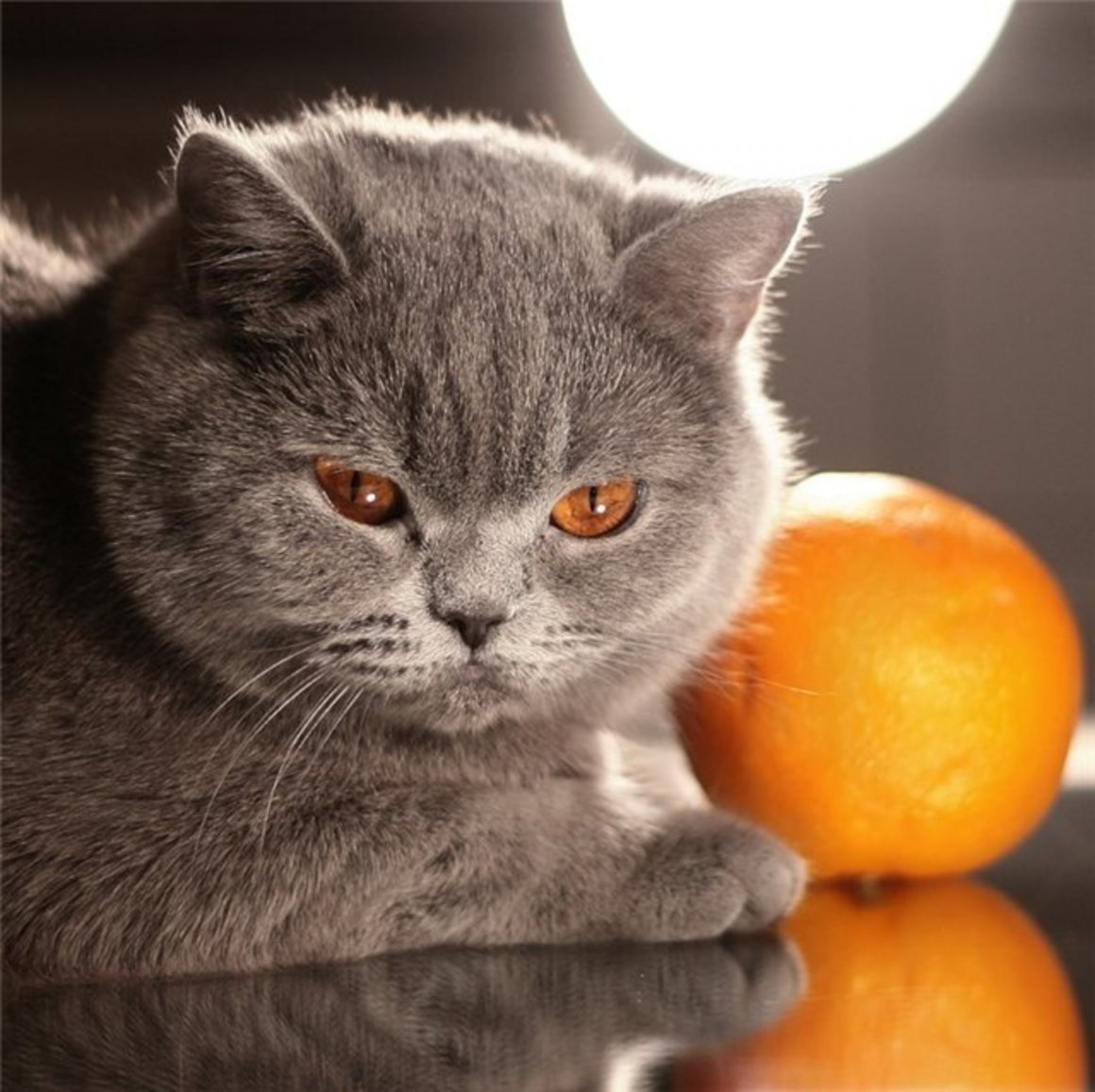 Кот апельсин
