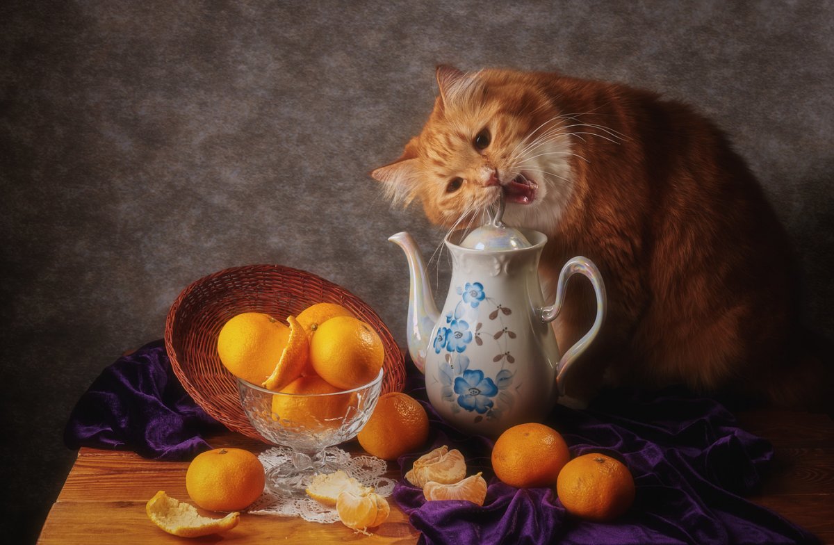 Коты Макото Мурамацу