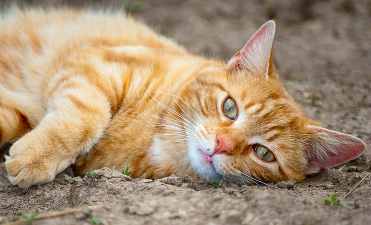 Кот с цветами и апельсинами