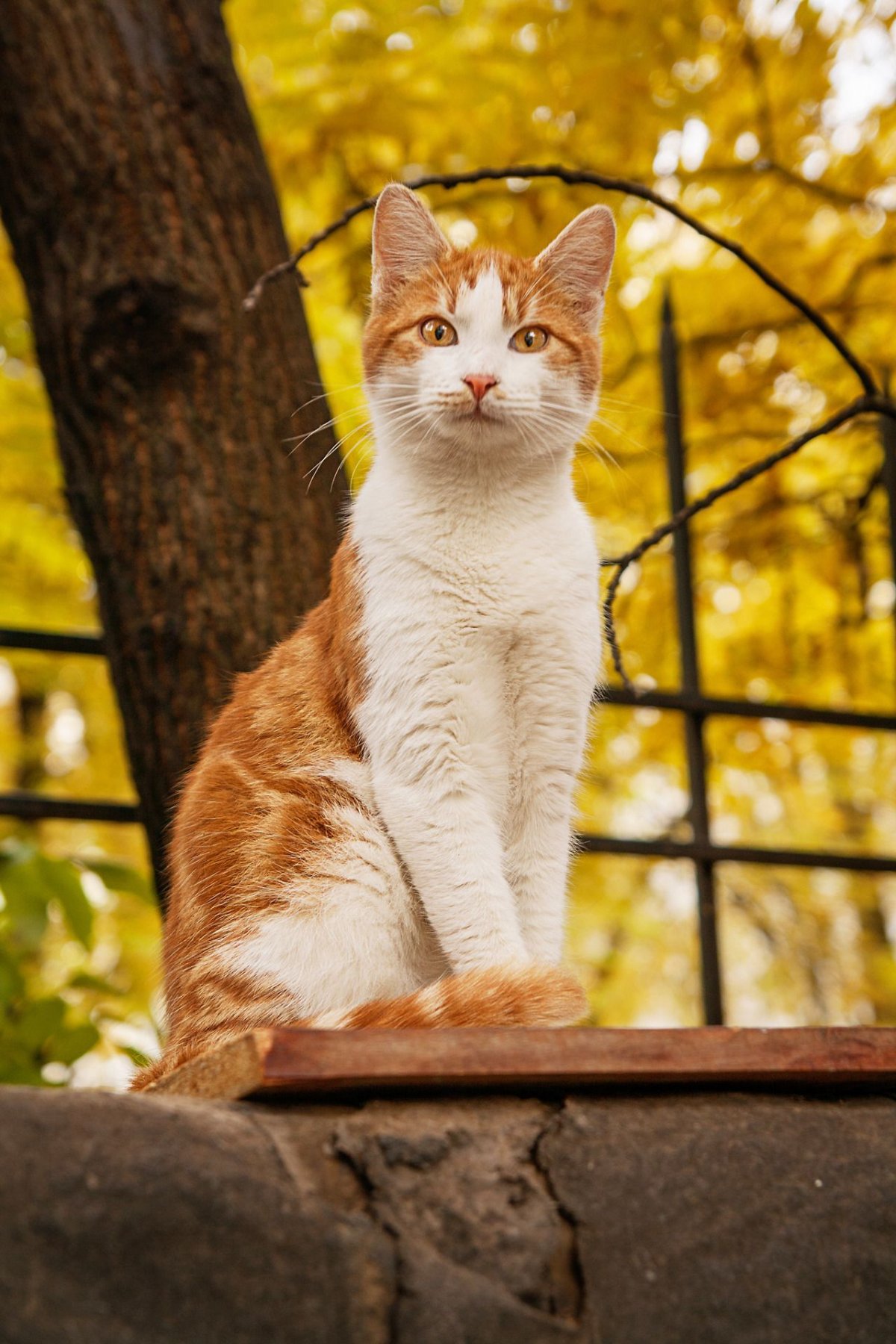 Рыжий котик новый год