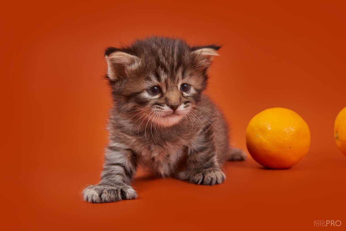 Натюрморт с котом