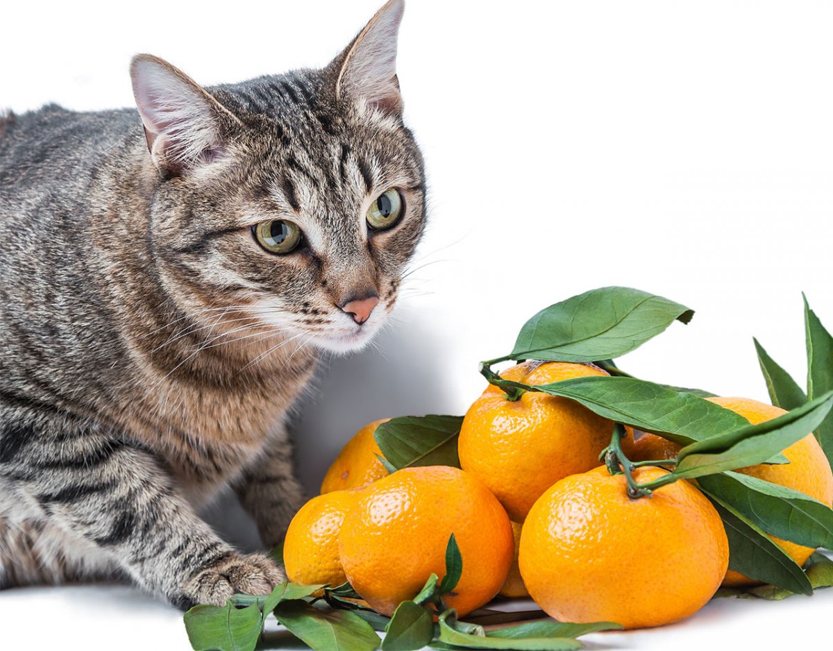 Кошка со стороны