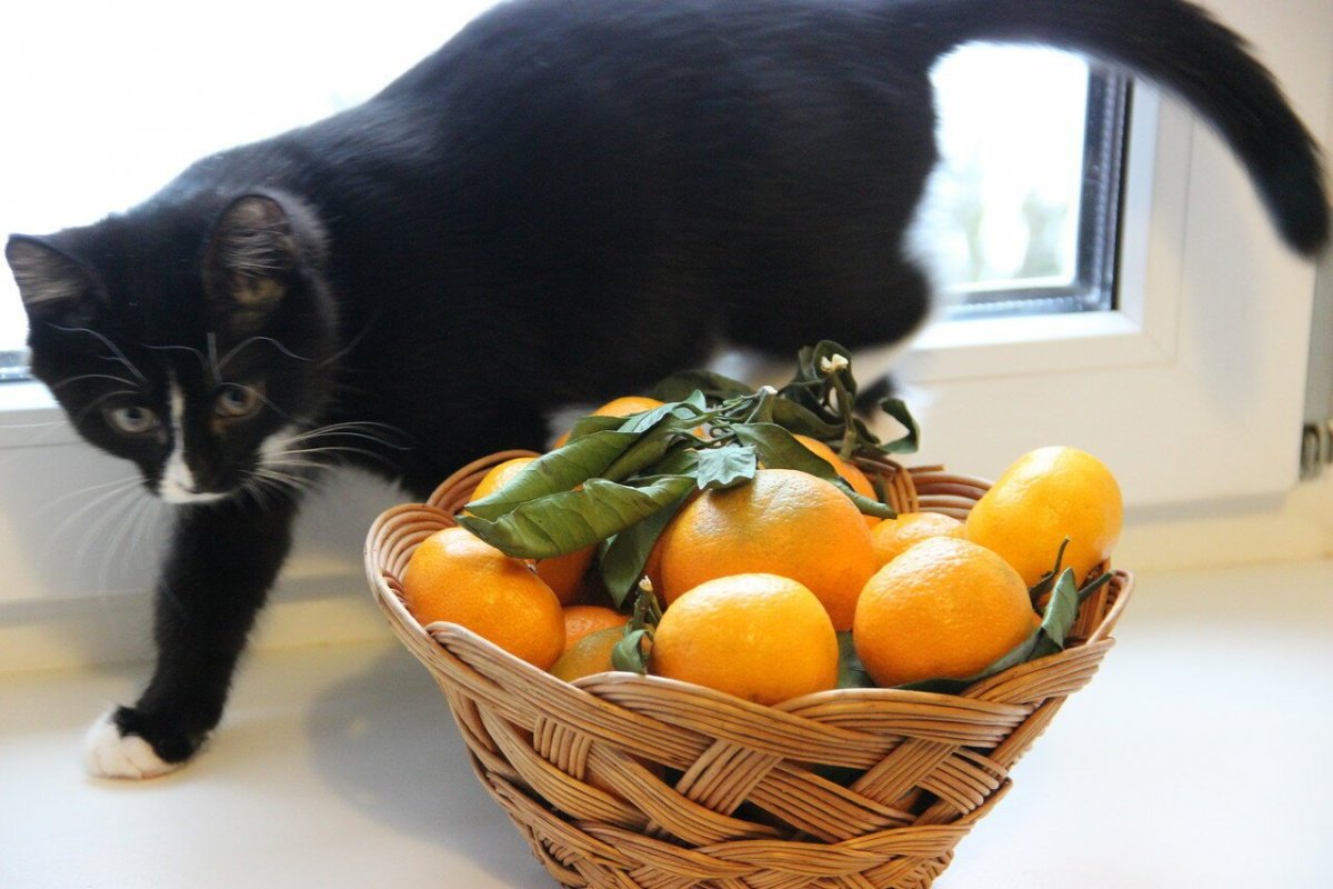 Кошки и мандарины