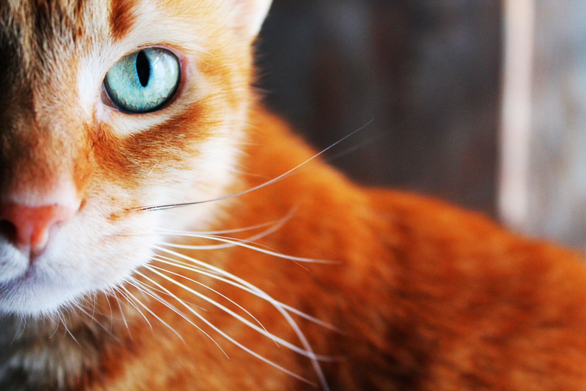 Рыжий кот скучает