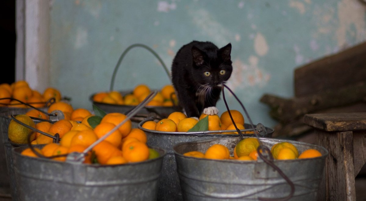 Котята рыжего цвета