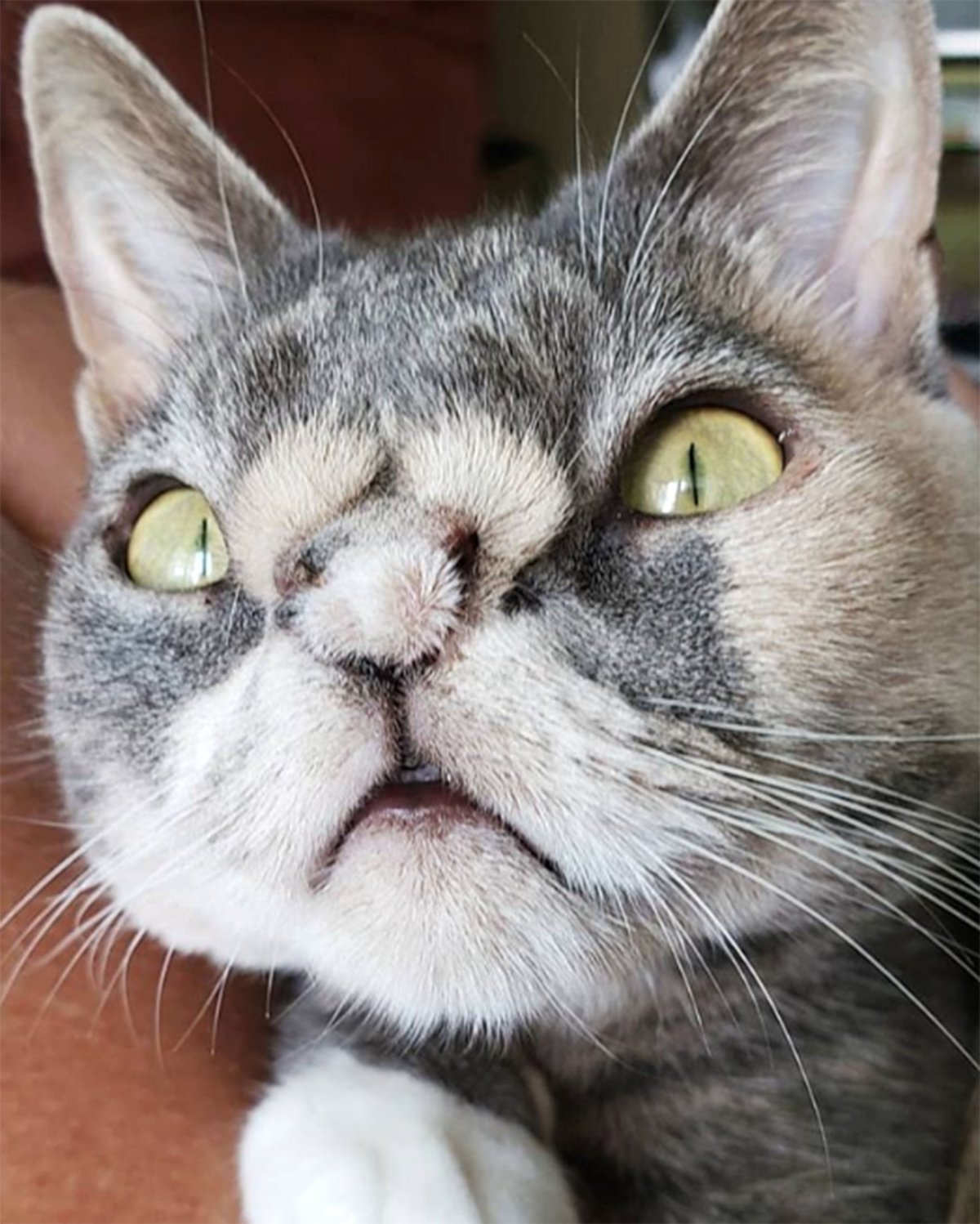 Котята с синдромом Дауна