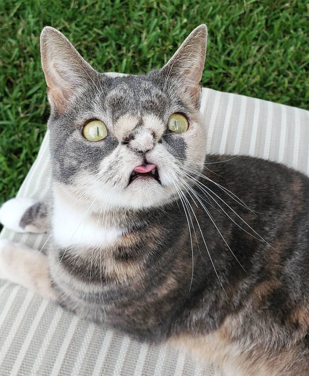 Котики с синдром дацна