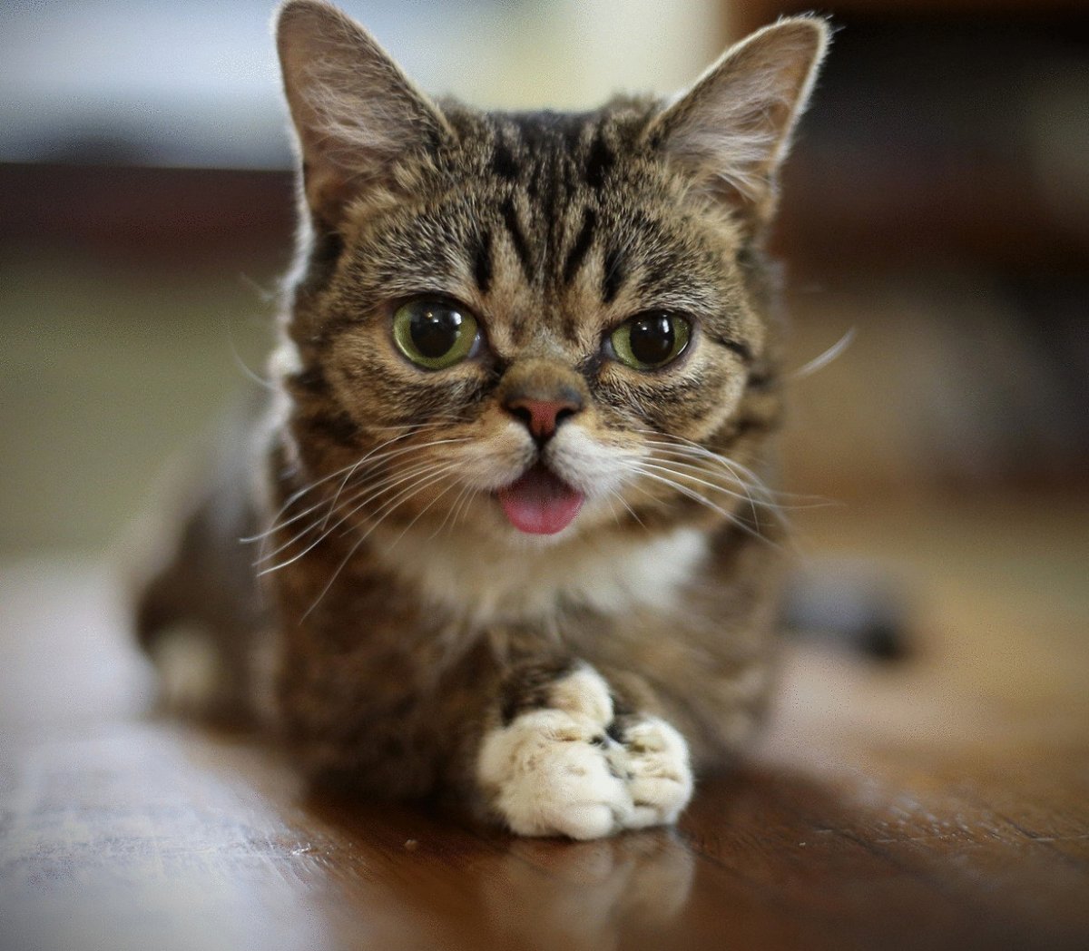 Котята дауны