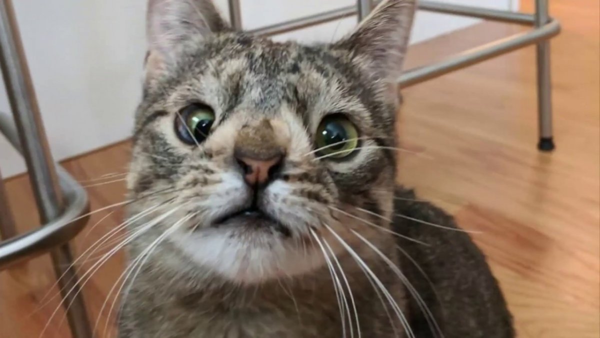 Кошка Майя с лишней хромосомой