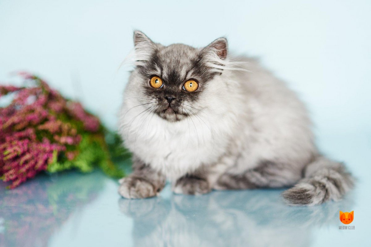 Персидский экзот длинношерстный