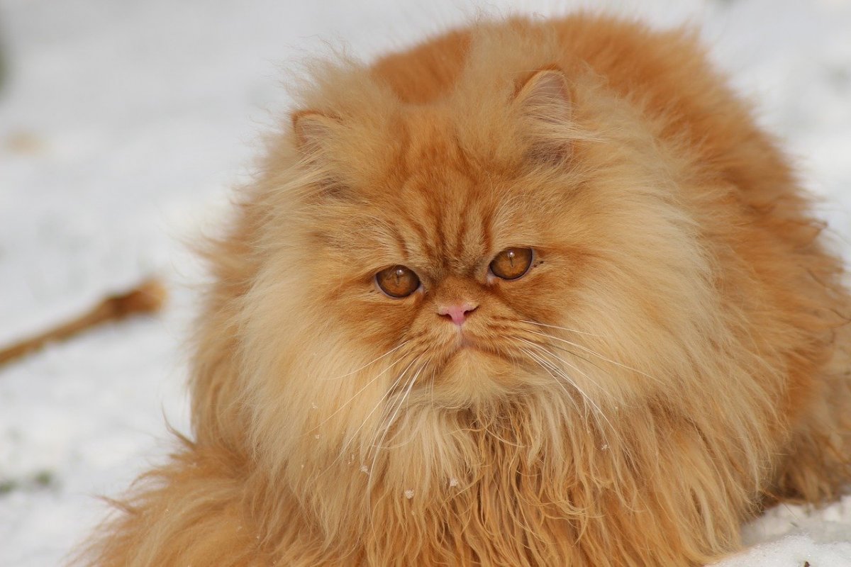 Персидская длинношерстная кошка
