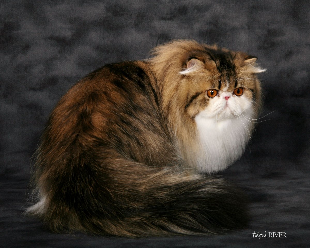 Love of animals британцы