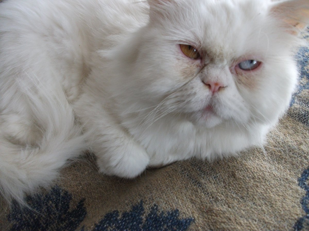 Шотландские длинношерстные окрасы названия