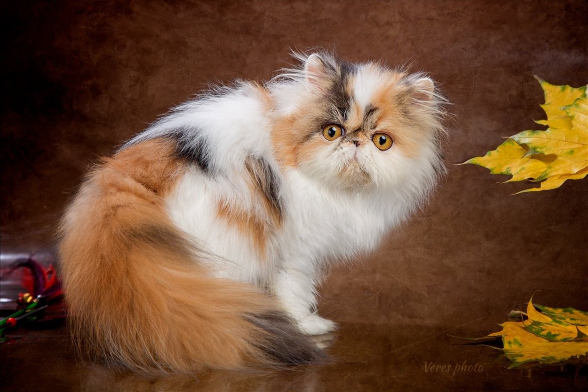 Экзот длинношерстный