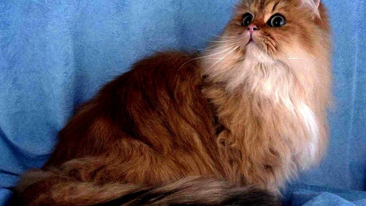 Полуперсидская шиншилла