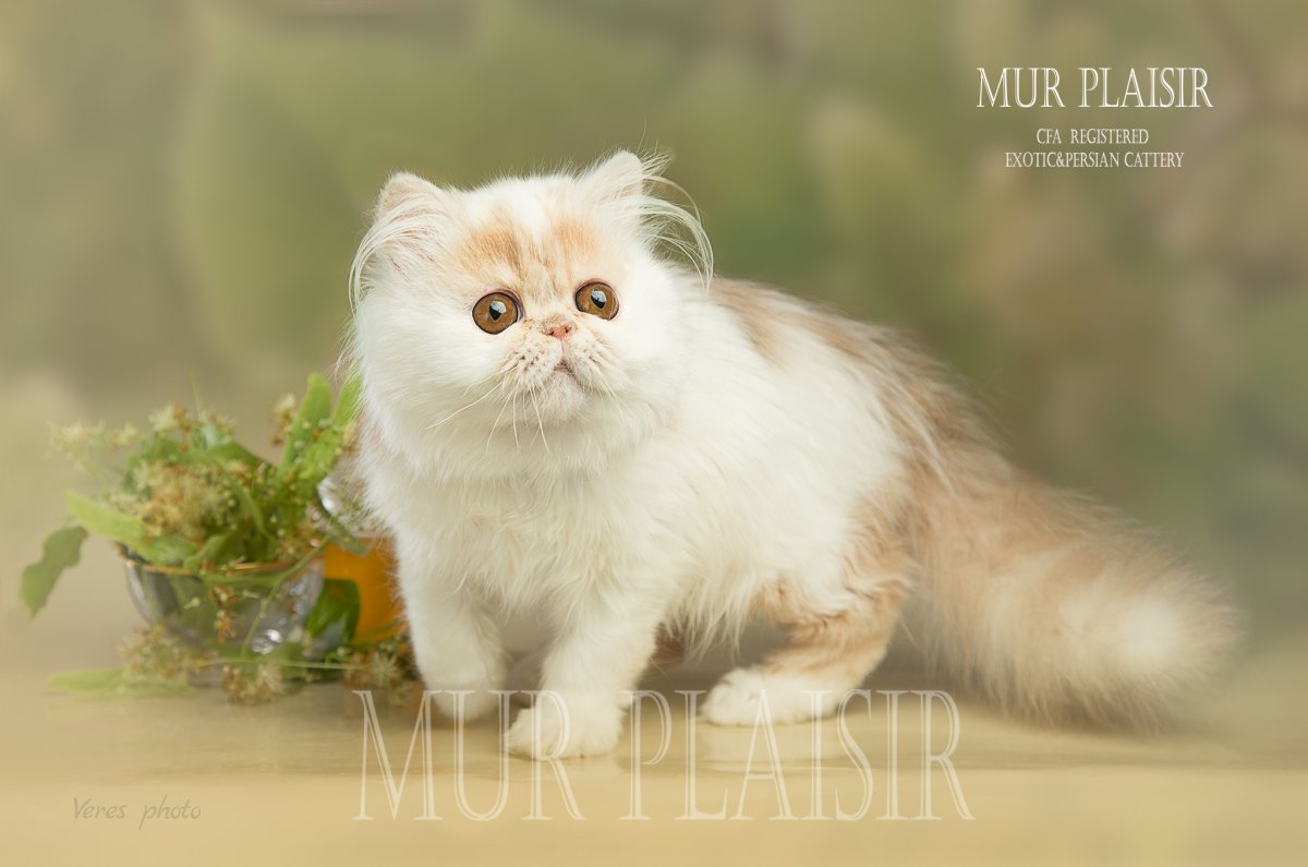 Персидская длинношерстная кошка