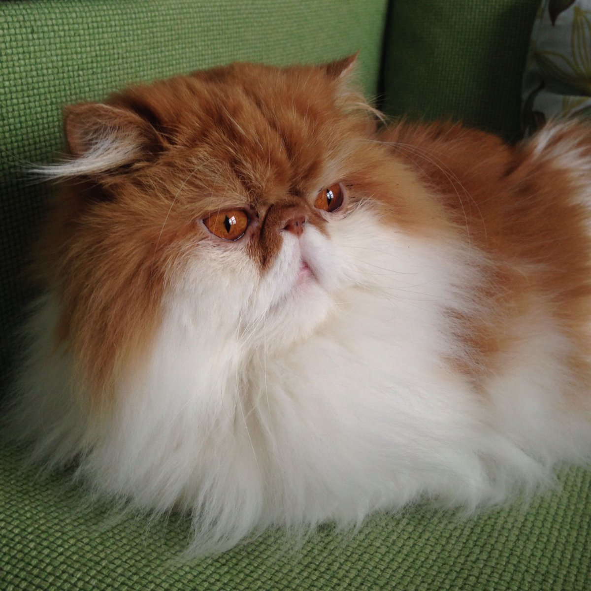 Экзот кошка длинношерстная