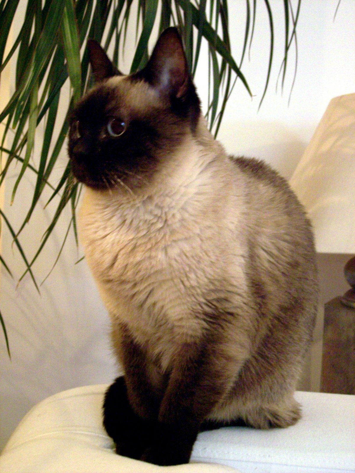 Болоньез порода кошек