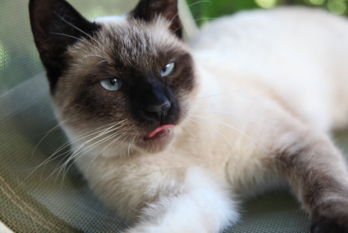 Сиамская кошка