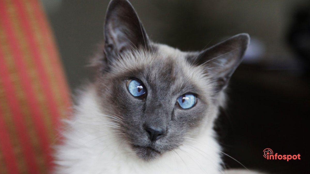 Балинез Балинезийская кошка