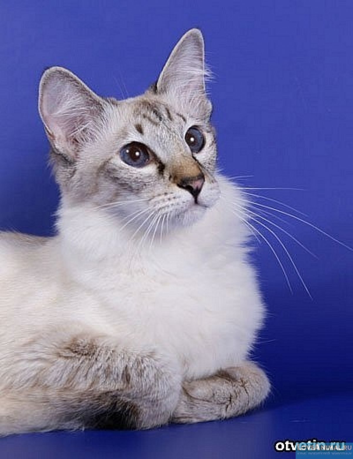 Балинезийская кошка