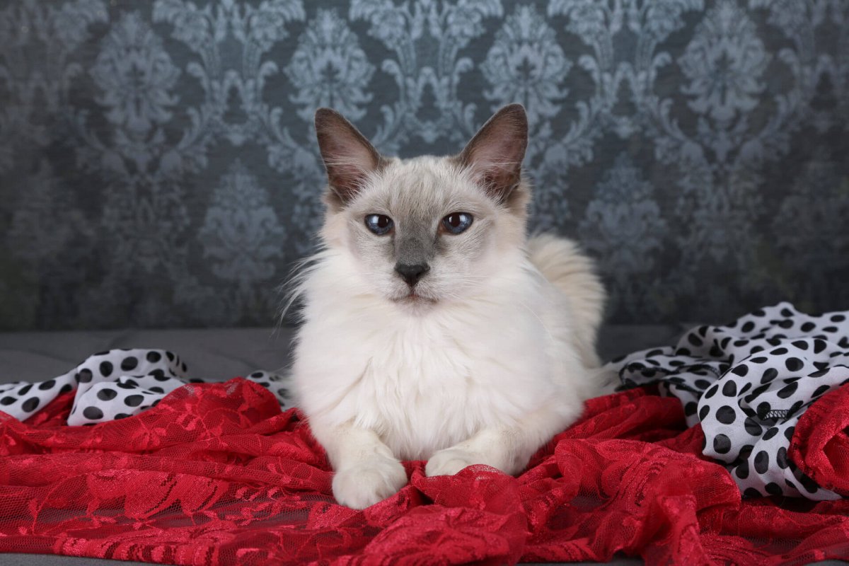 Балинезийская кошка колор Пойнт