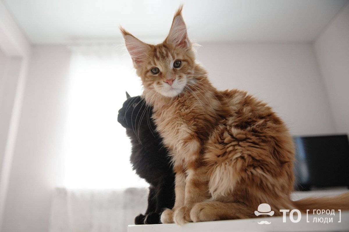 Павел Воля и его кот Мейн кун