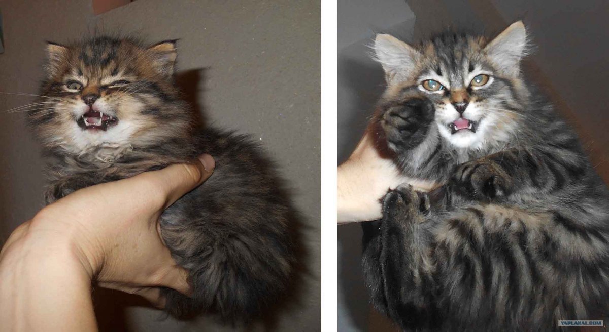 Паша Воля с котом Мейн кун фото
