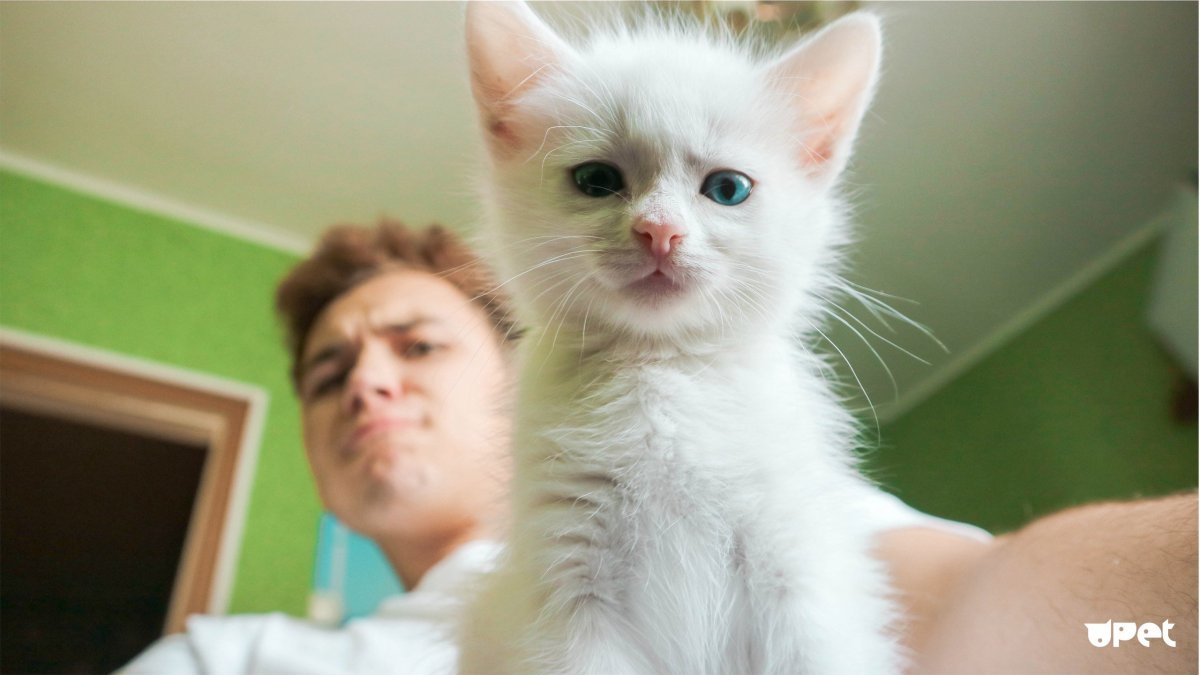 Гепард в кепке