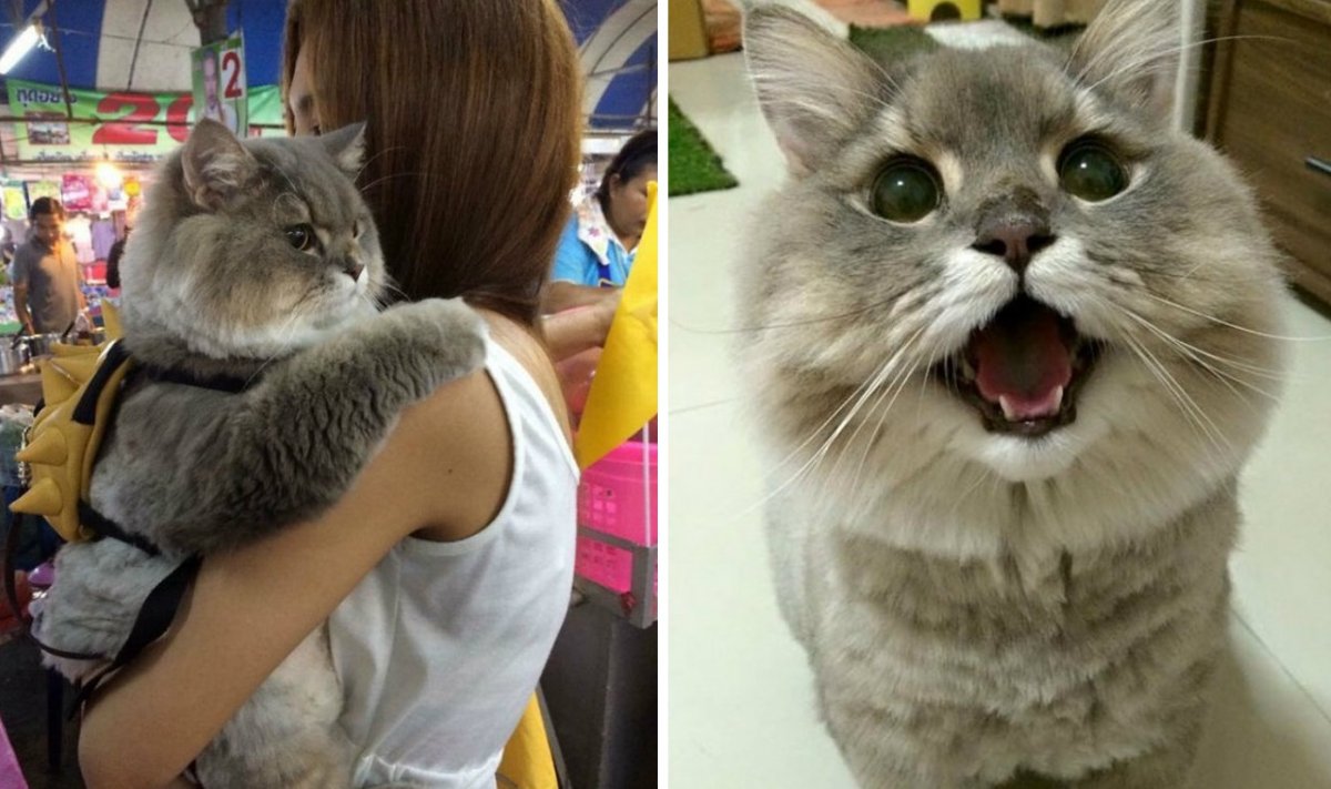 Лирикум Мейн кун