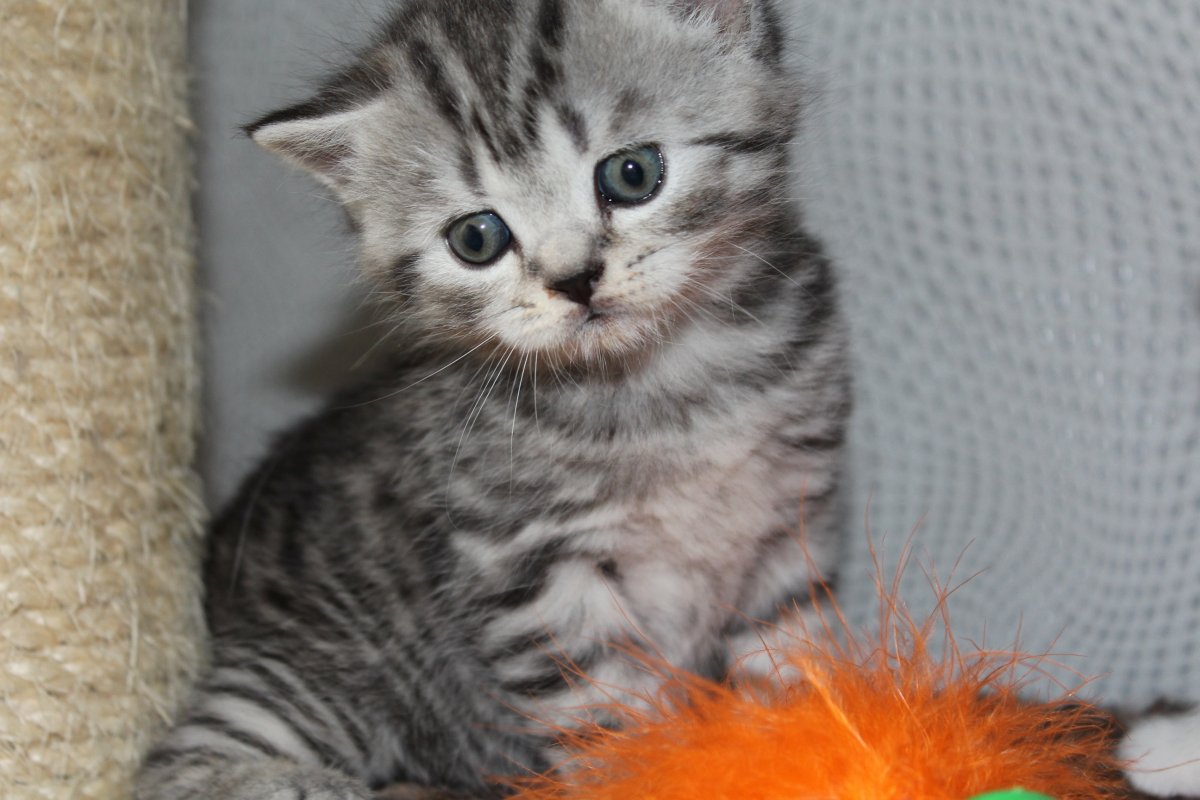 Британская кошка короткошерстная полосатая