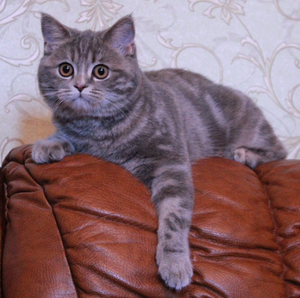 Британская Сильвер табби