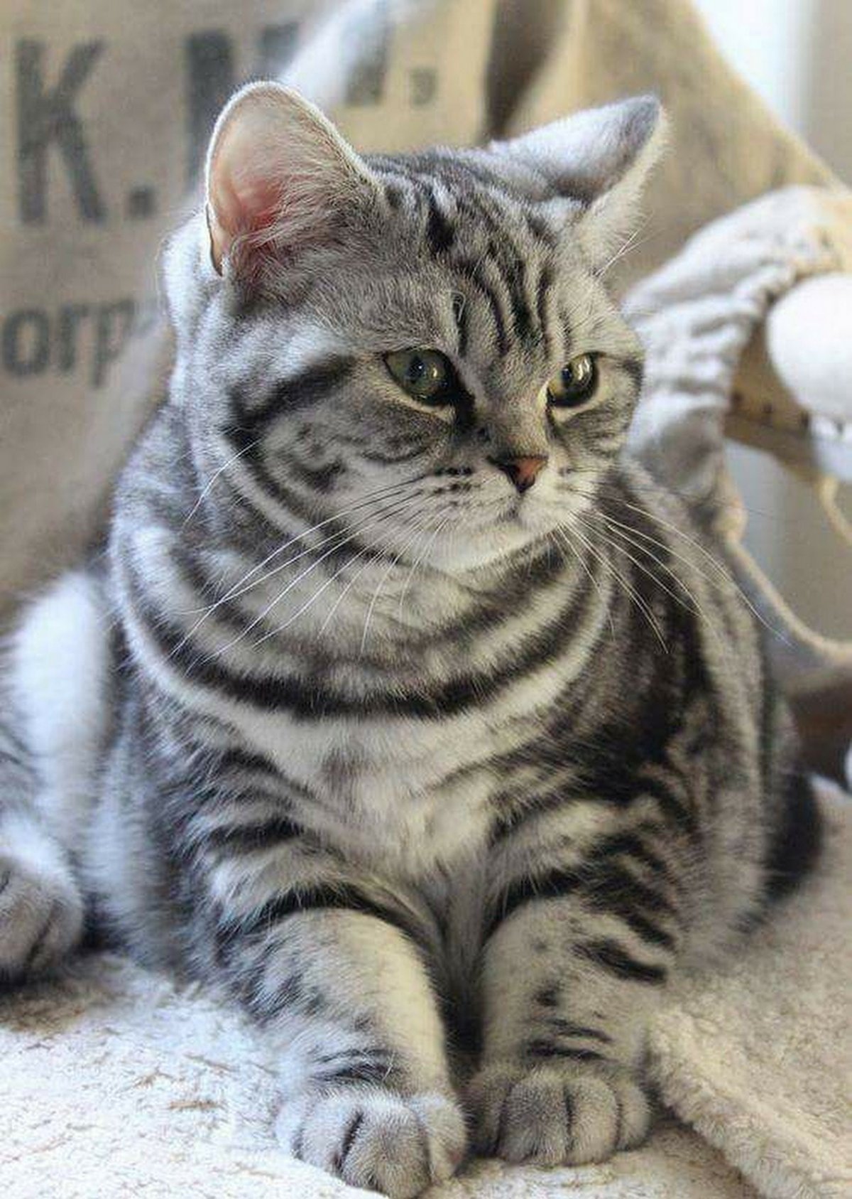 Шотландский полосатый кот страйт