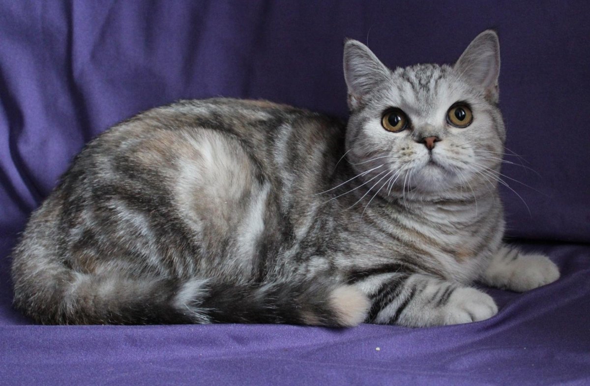 Фото шотландской кошки с торчащими ушами