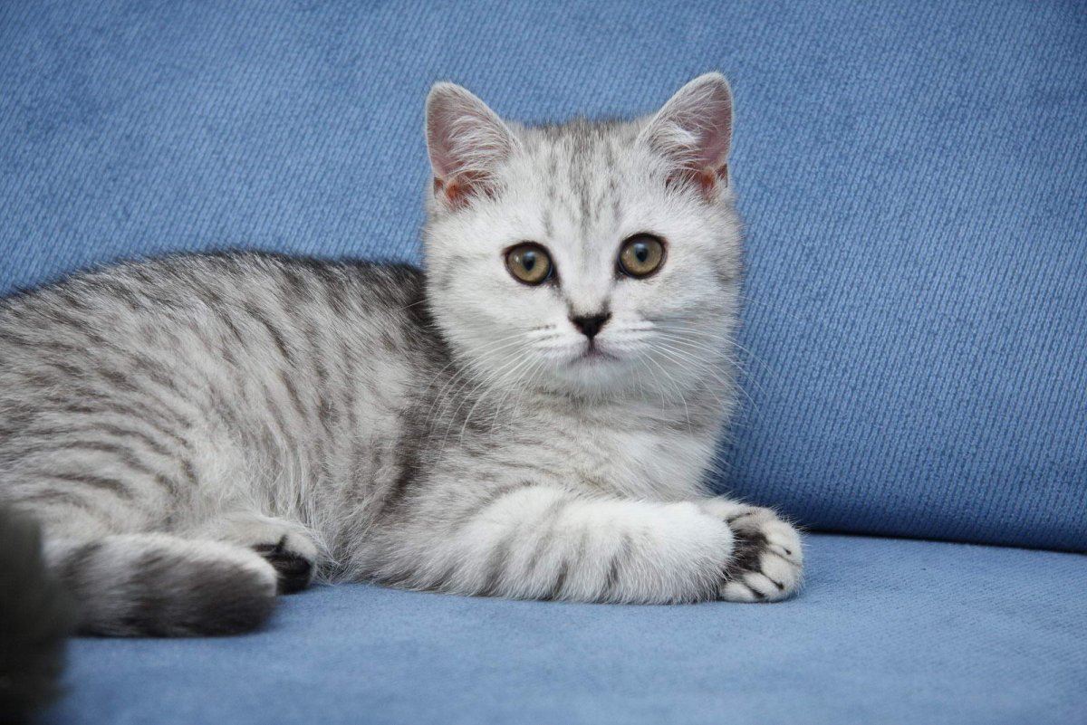 Шотландская короткошёрстная кошка прямоухая