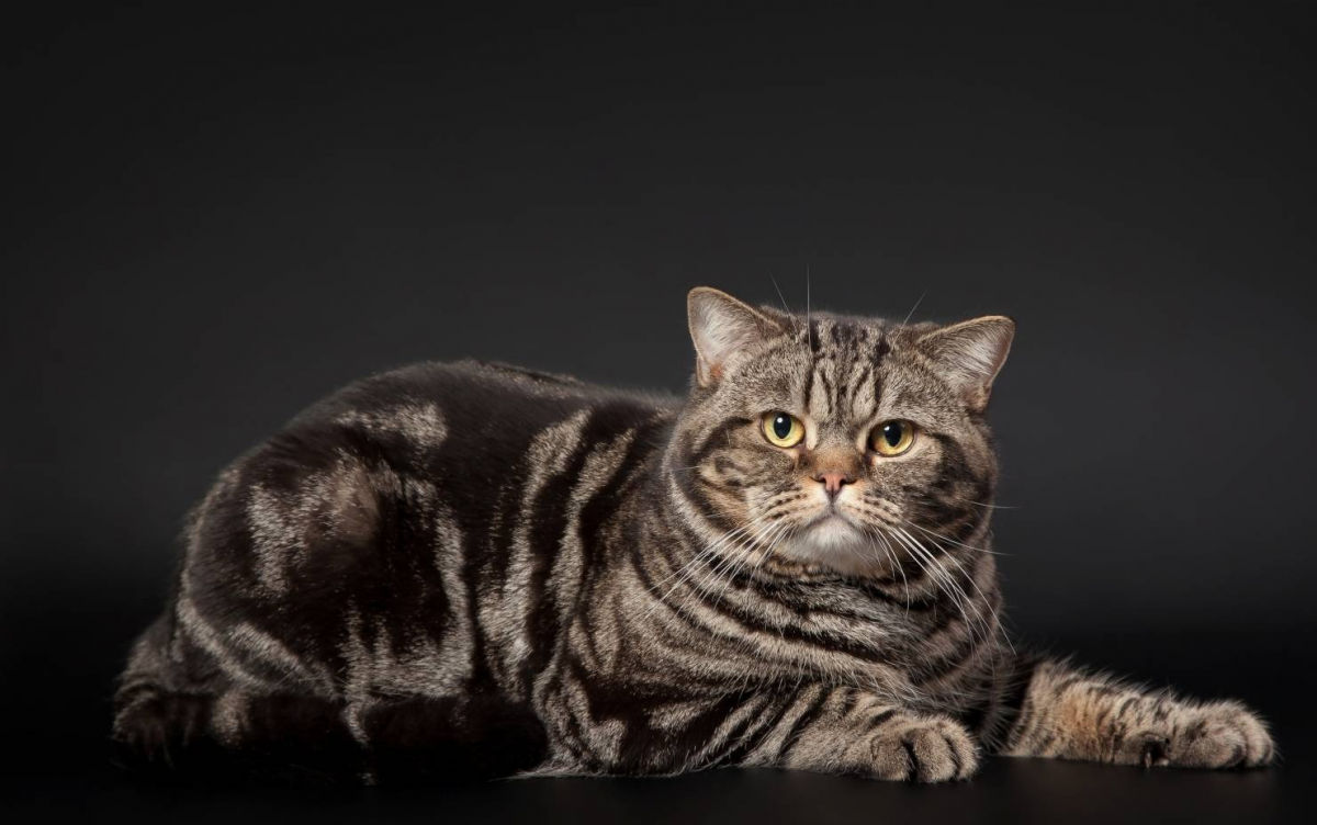 Голубой табби британский котенок