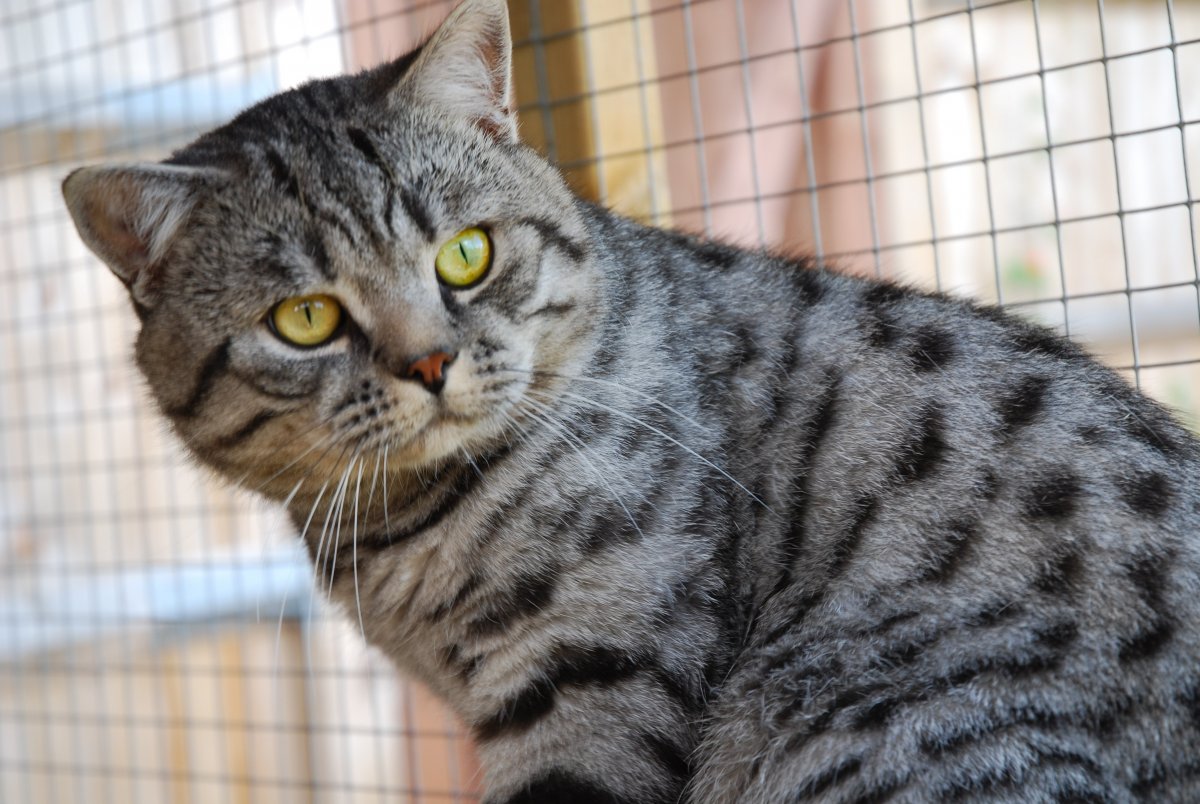 Черный золотой мраморный британец