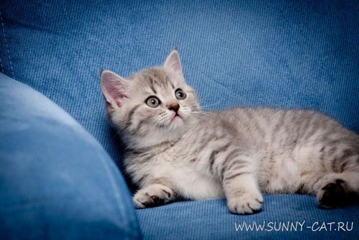 Британская кошка табби