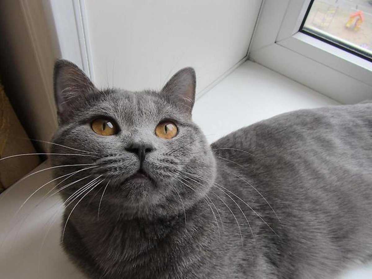 Кошка табби макрель