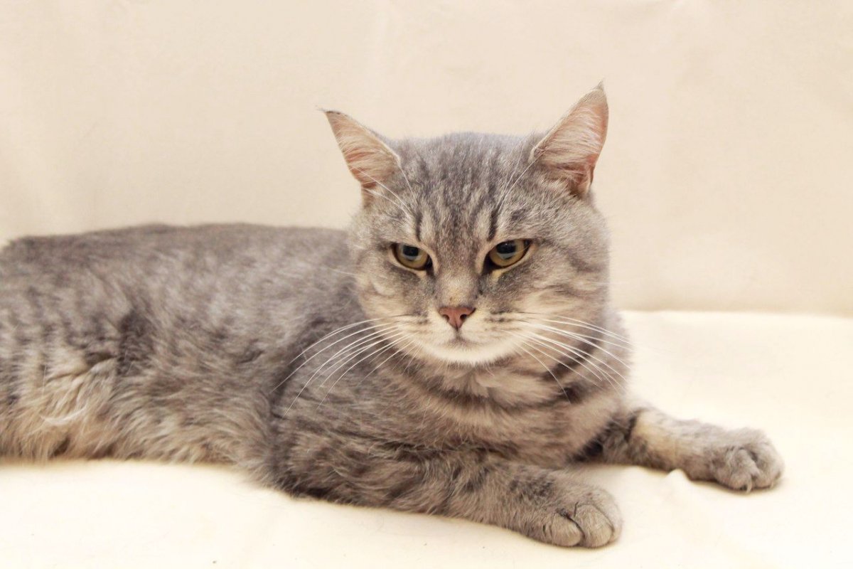 Скоттиш страйт метис