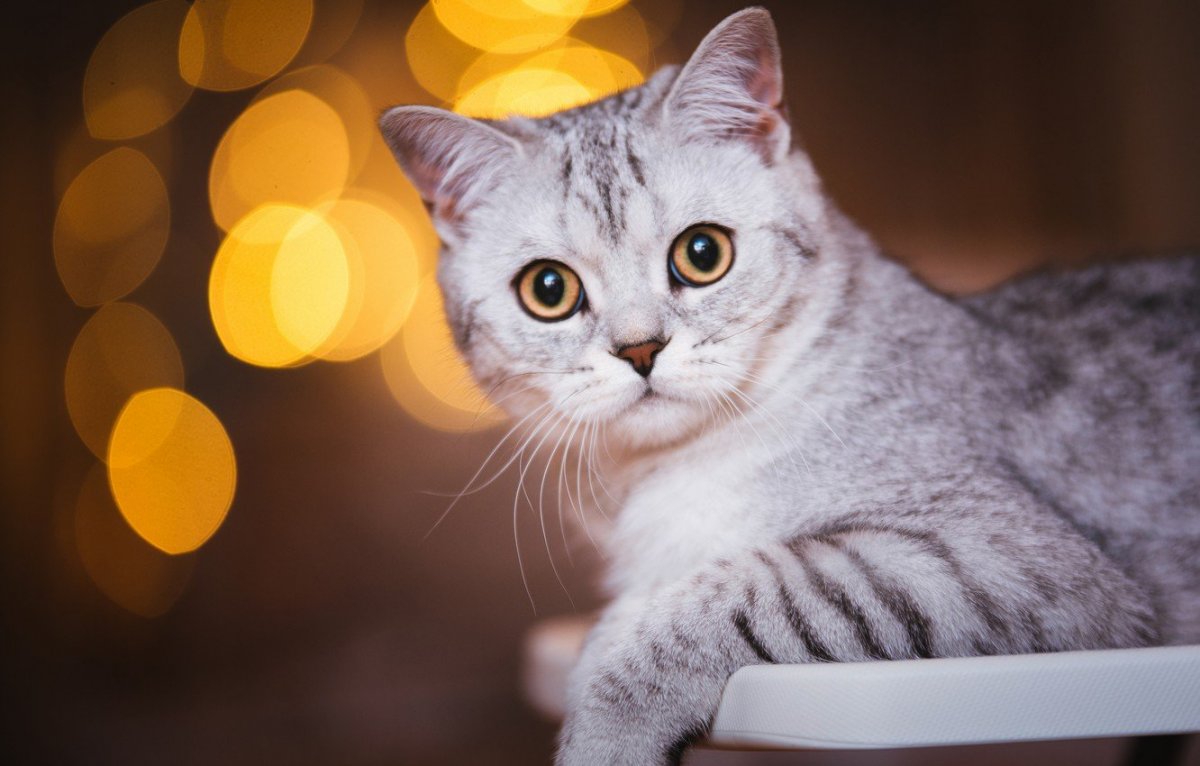 Шотландская прямоухая короткошерстная вискас