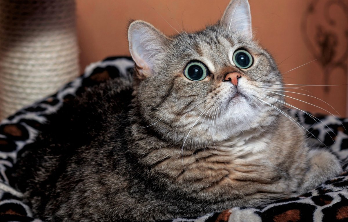 Кошка Шотландская прямоухая короткошерстная серая